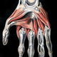 Illustration for article titled Who knew an illustration of an abdominal cavity could be so beautiful?